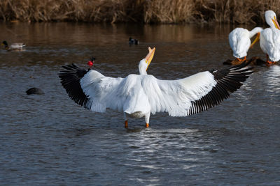 Swans on the lake