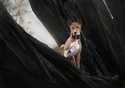 Portrait of dog on rock