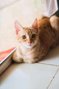 Portrait of cat sitting on floor