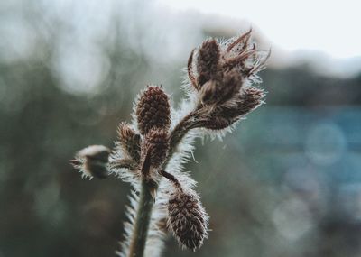 Close-up of wilted plant