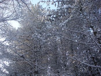 Low angle view of snow covered trees in forest