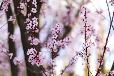 Close-up of pink cherry blossoms in spring