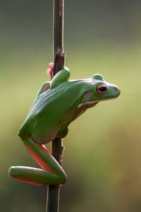 Close-up of frog on plant