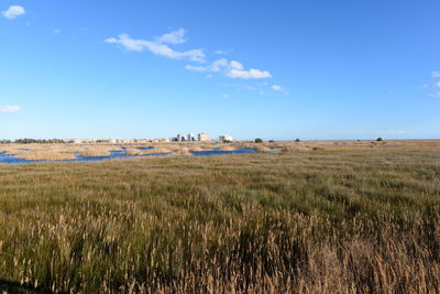 Scenic view of agricultural field against blue sky