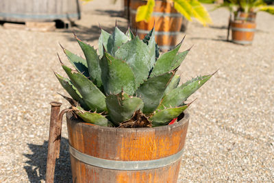 plant