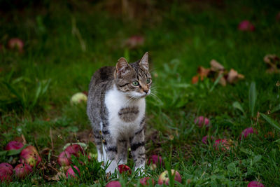 Cat looking away on field