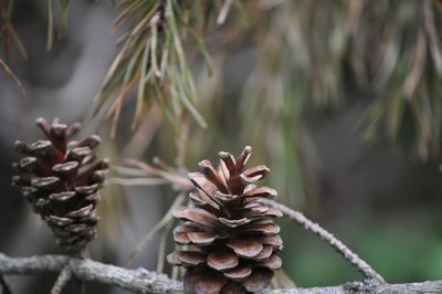 Close-up of pine cone on tree