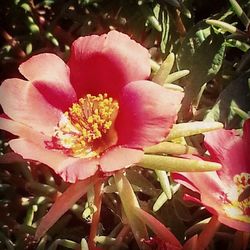 Close-up of pink flowers