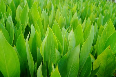 Full frame shot of fresh green field