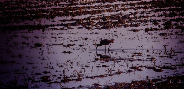 Birds in a lake