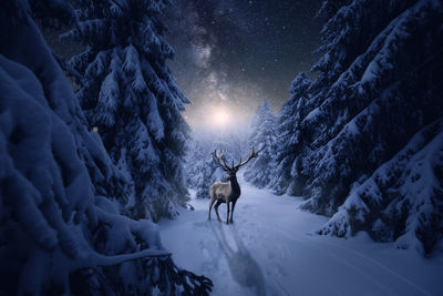 View of deer on snow covered land