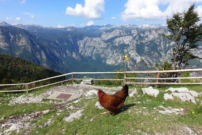 View of a horse on landscape against mountain range