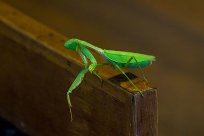 Close-up of grasshopper perching on wood