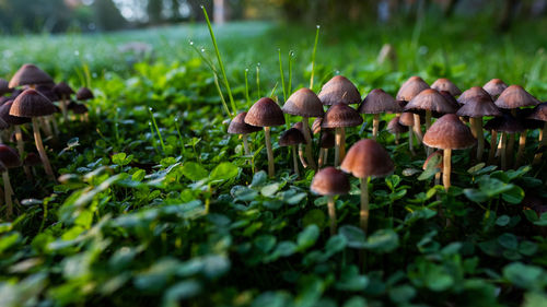 Close-up of mushrooms growing on field