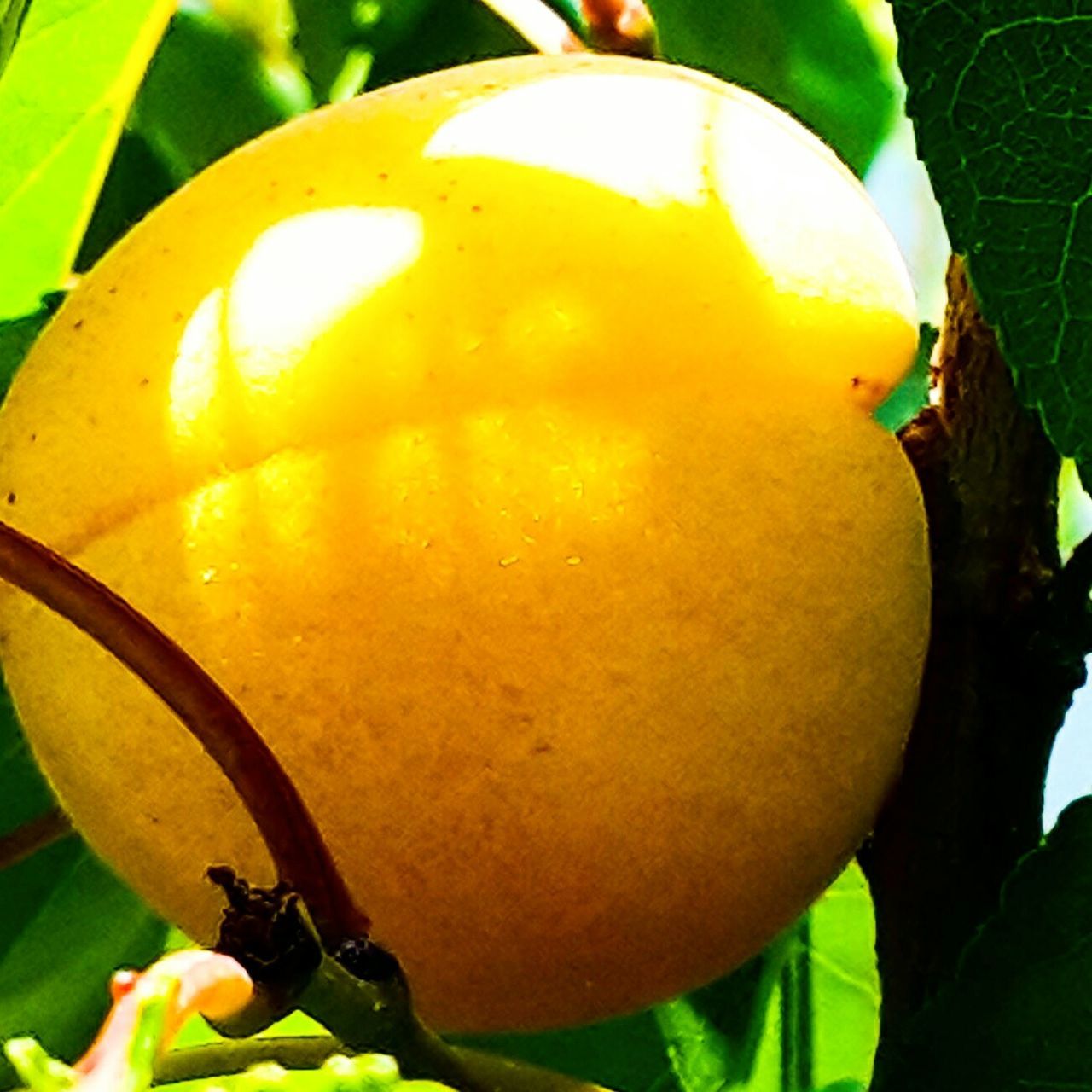 leaf, fruit, close-up, growth, yellow, tree, freshness, food and drink, focus on foreground, green color, low angle view, hanging, nature, outdoors, plant, branch, food, day, sunlight, healthy eating