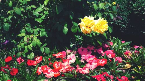 Close-up of pink rose flowers