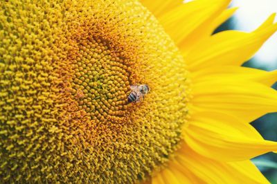 Close-up of bee on yellow flower