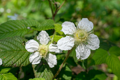 Close-up of white flowers blooming outdoors