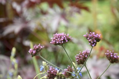 Close-up of purple flowering plants