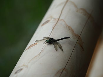 Close-up of spider