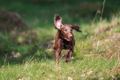 Dog running on land