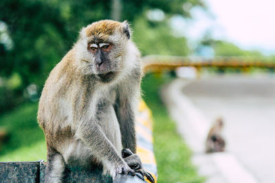 Close-up of monkey sitting outdoors