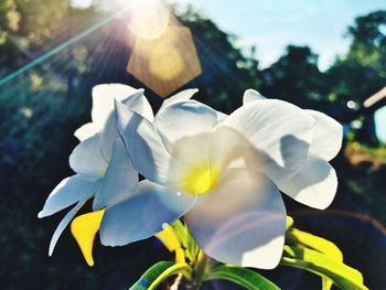 Close-up of white flowers