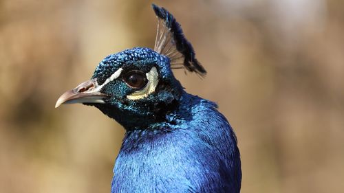 Close-up of peacock