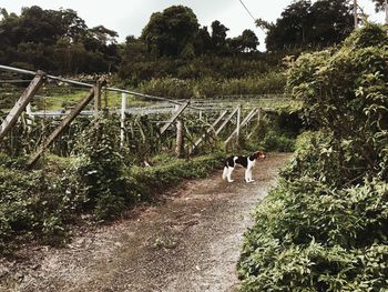 Cat amidst plants and trees