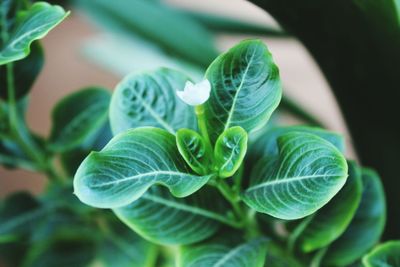 Close-up of green plant