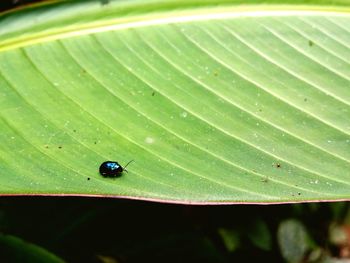 Close-up of insect on leaf