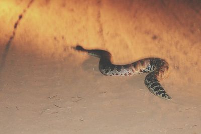 High angle view of turtle on beach