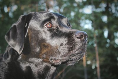 Close-up of dog