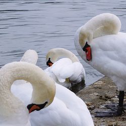 Swan swimming in water