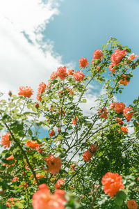 Close-up of pink flowering plant against sky