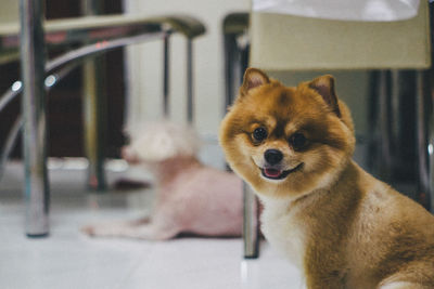 Close-up portrait of a dog