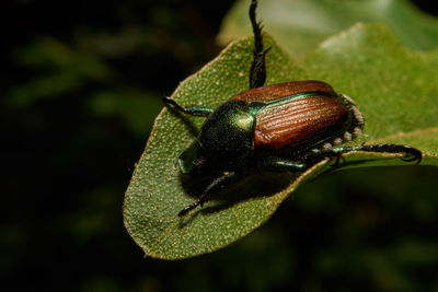 Close-up of insect on leaf