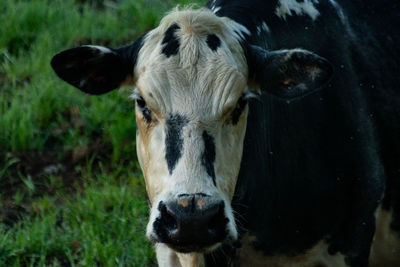 Close-up portrait of cow