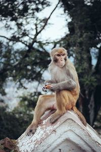 Monkey sitting on built structure against trees