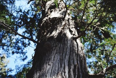 Low angle view of trees against sky