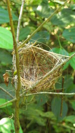 Close-up of plant in forest