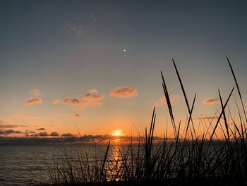 Silhouette plants by sea against sky during sunset