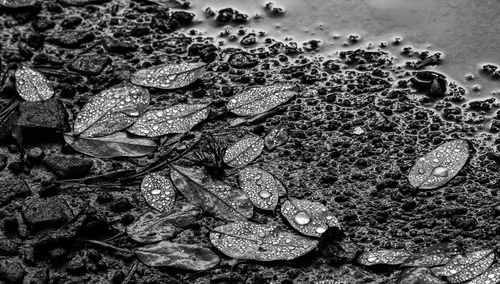 Full frame shot of rock in sea