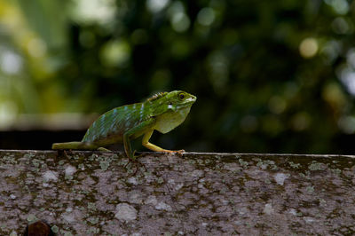 Close-up of lizard on retaining wall