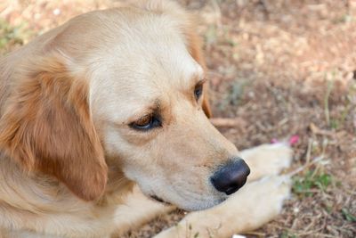 Close-up portrait of dog