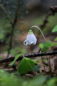 Close-up of water drops on leaf