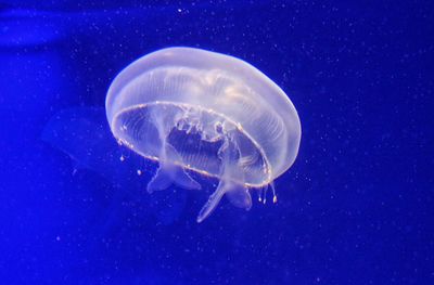 Jellyfish swimming in sea