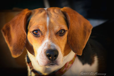 Close-up portrait of dog