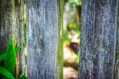 Close-up of bamboo tree trunk