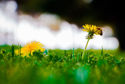 Close-up of yellow flowering plant on field